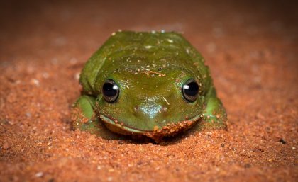 An Australian green tree frog (Litoria caerulea). Photo credit: Brad Leue